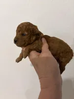 Scarlett, a female Poodle - Toy  for sale in San Tan Valley, AZ – Photo 2 of 2