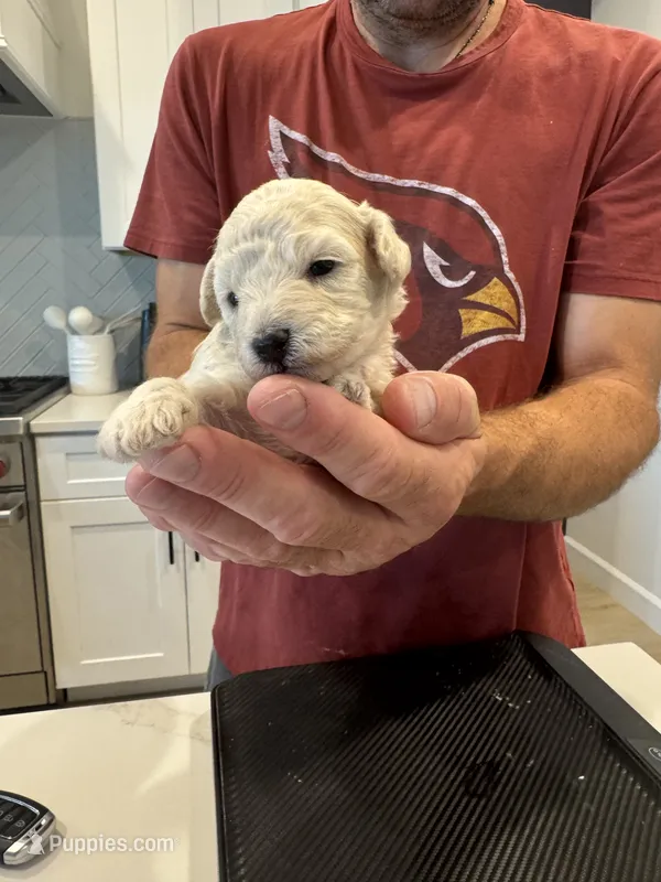 Elsa – Poodle - Toy  puppy for sale in San Tan Valley, AZ