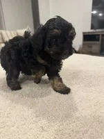 Enzo, a male Poodle - Toy  for sale in San Tan Valley, AZ – 1 of 1