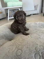 Mocha, a female Poodle - Toy  and Poodle - Miniature  for sale in San Tan Valley, AZ – 2 of 4