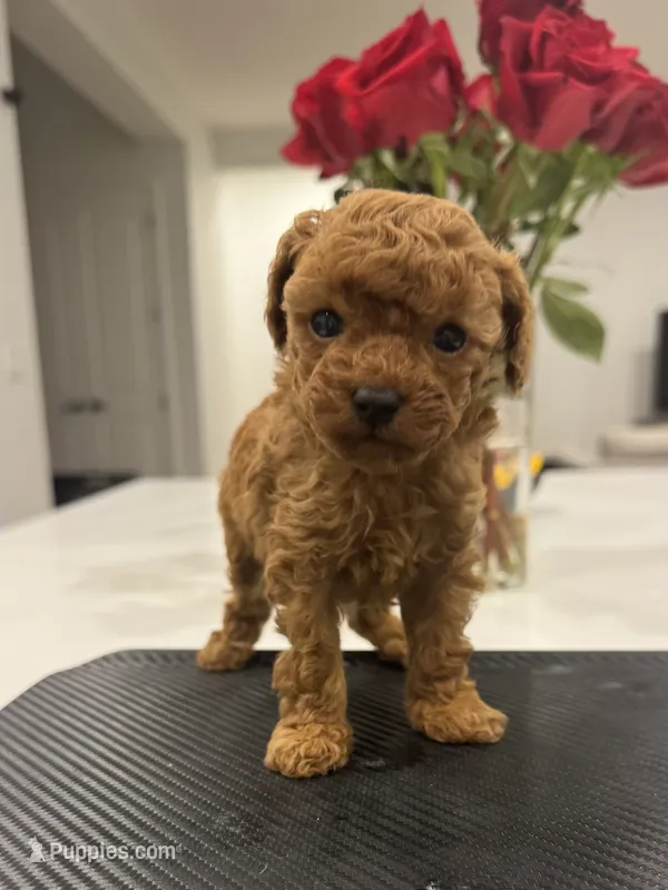 Hazel – Poodle - Toy  puppy for sale in San Tan Valley, AZ