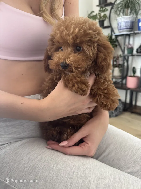 Billy – Poodle - Toy  puppy for sale in San Tan Valley, AZ