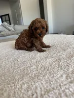 Rosie, a female Poodle - Toy  for sale in San Tan Valley, AZ – 2 of 2