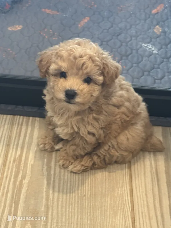 Sammy  – Poodle - Toy , Poodle - Miniature  puppy for sale in San Tan Valley, AZ
