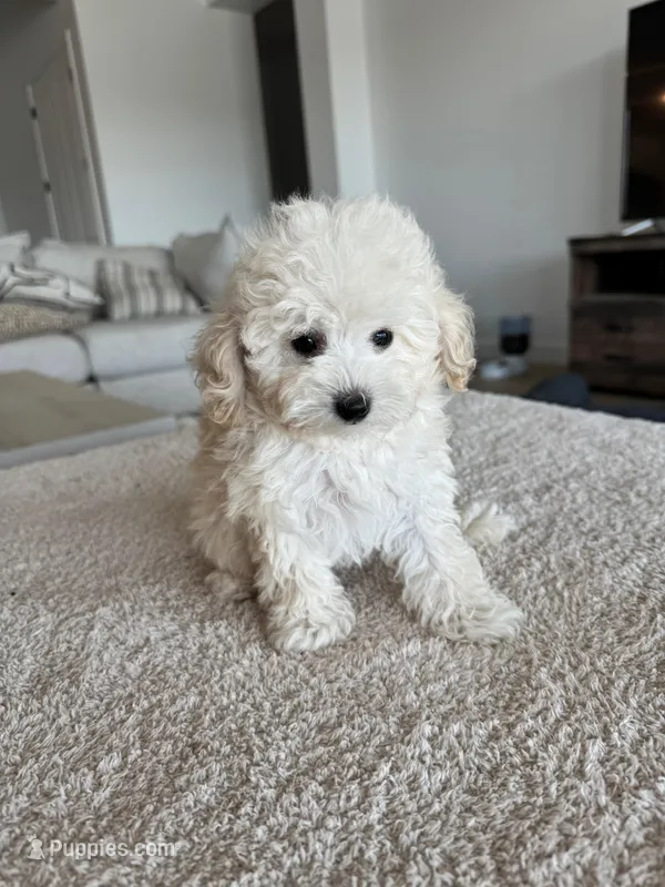 Teddy  – Poodle - Toy  puppy for sale in San Tan Valley, AZ