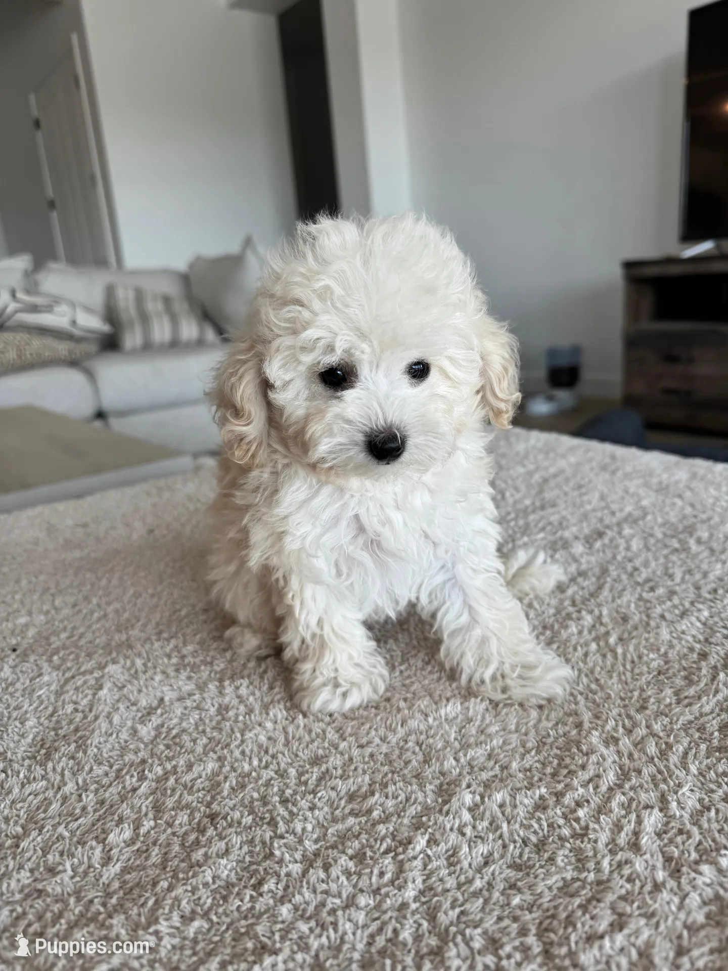 Teddy , a male Poodle - Toy  for sale in San Tan Valley, AZ – 1 of 2