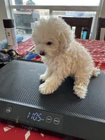Teddy , a male Poodle - Toy  for sale in San Tan Valley, AZ – 2 of 2