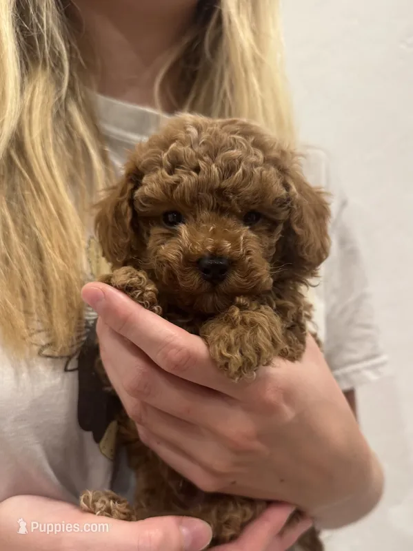 Billy – Poodle - Toy  puppy for sale in San Tan Valley, AZ