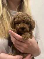 Billy, a male Poodle - Toy  for sale in San Tan Valley, AZ – 1 of 4