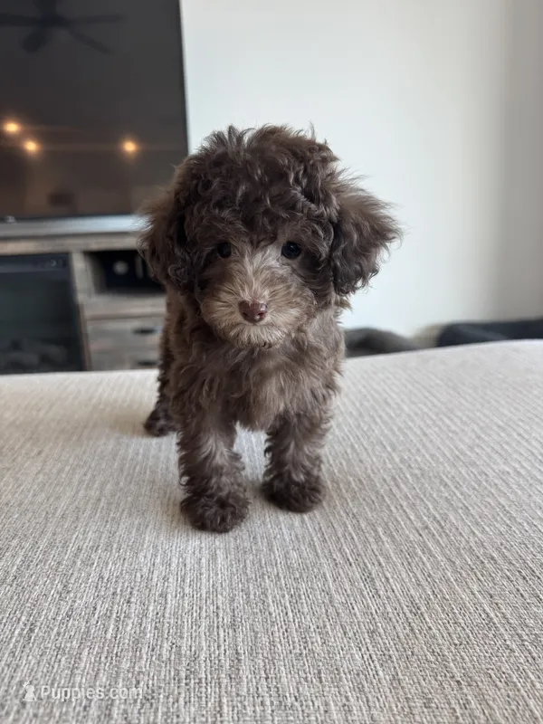 Dorie – Poodle - Toy  puppy for sale in San Tan Valley, AZ