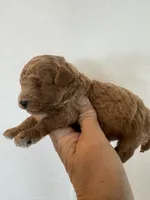 Bear , a male Poodle - Toy  for sale in San Tan Valley, AZ – 1 of 2