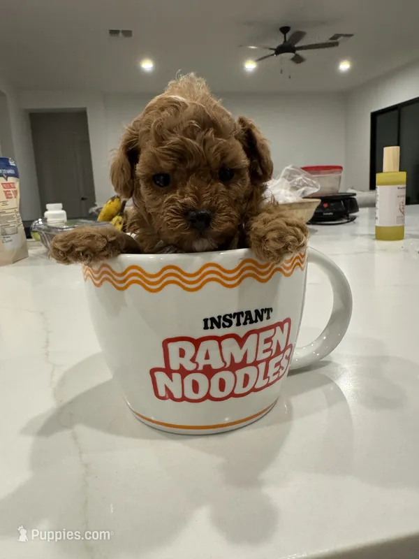 Emmie – Poodle - Toy  puppy for sale in San Tan Valley, AZ