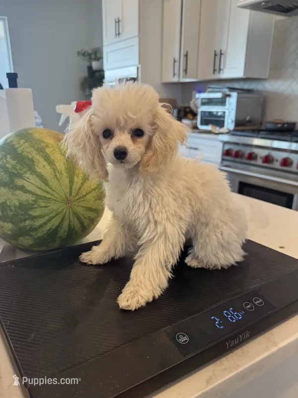Timmy – Poodle - Toy  puppy for sale in San Tan Valley, AZ