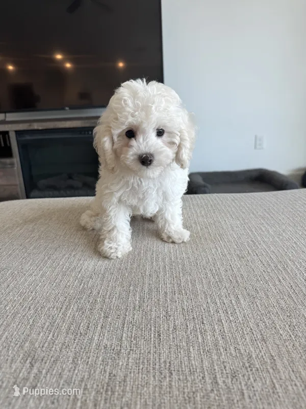 Elsa – Poodle - Toy , Poodle - Miniature  puppy for sale in San Tan Valley, AZ