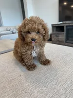 Billy, a male Poodle - Toy  for sale in San Tan Valley, AZ – 1 of 9