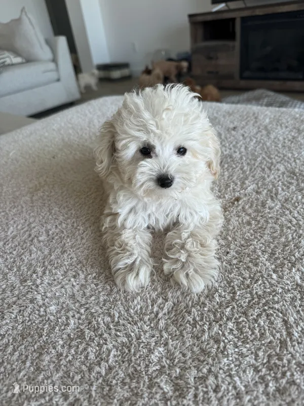 Teddy  – Poodle - Toy  puppy for sale in San Tan Valley, AZ