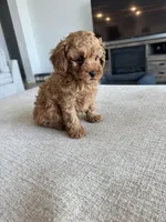 Baxter, a male Poodle - Toy  for sale in San Tan Valley, AZ – 2 of 4