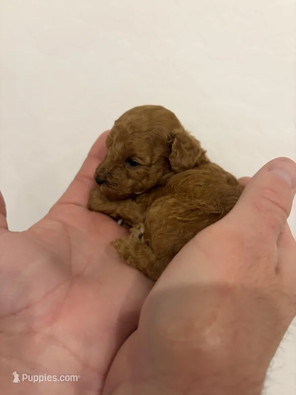 Ryker  – Poodle - Toy  puppy for sale in San Tan Valley, AZ