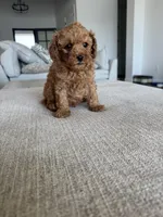 Baxter, a male Poodle - Toy  for sale in San Tan Valley, AZ – 3 of 4