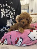 Baxter, a male Poodle - Toy  for sale in San Tan Valley, AZ – 1 of 4