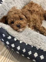 Emmie, a female Poodle - Toy  for sale in San Tan Valley, AZ – 2 of 6