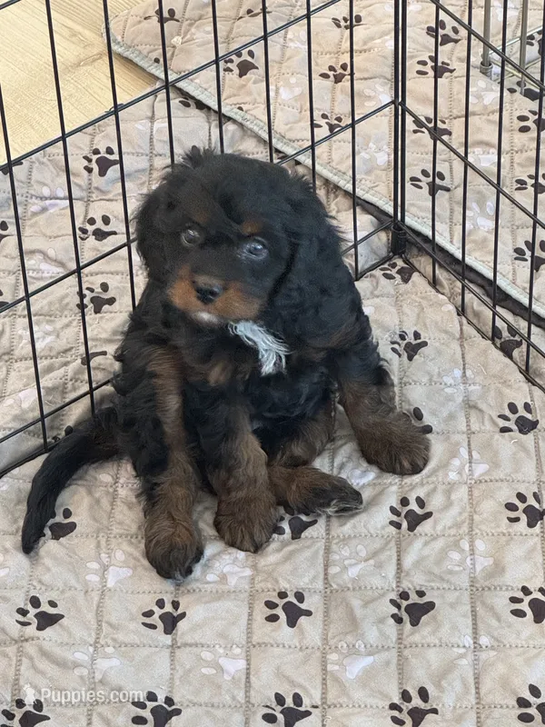 Rocky  – Cavapoo puppy for sale in San Tan Valley, AZ