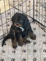 Rocky , a male Cavapoo and Cavalier King Charles Spaniel for sale in San Tan Valley, AZ – 1 of 1