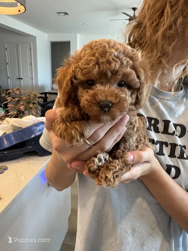 Billy – Poodle - Toy  puppy for sale in San Tan Valley, AZ