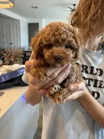 Billy, a male Poodle - Toy  for sale in San Tan Valley, AZ – 5 of 9