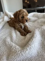 Jax, a male Poodle - Toy  and Poodle - Miniature  for sale in San Tan Valley, AZ – 2 of 6