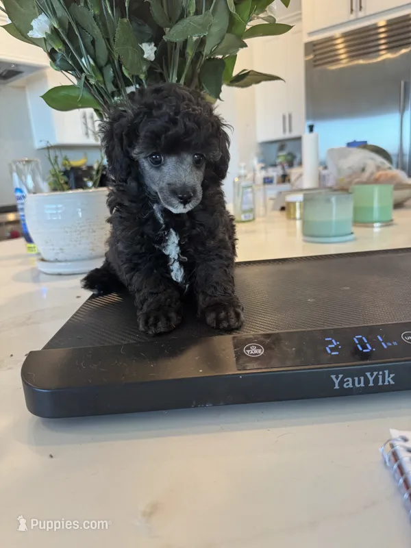 Fritz, a male Poodle - Toy  for sale in San Tan Valley, AZ – 1 of 1