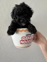 Eddie, a male Poodle - Toy  for sale in San Tan Valley, AZ – 5 of 5
