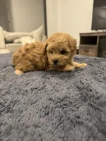 Sammy , a male Poodle - Toy  and Poodle - Miniature  for sale in San Tan Valley, AZ – 2 of 3