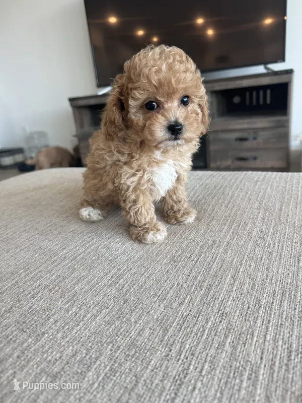 Izzy – Poodle - Toy  puppy for sale in San Tan Valley, AZ