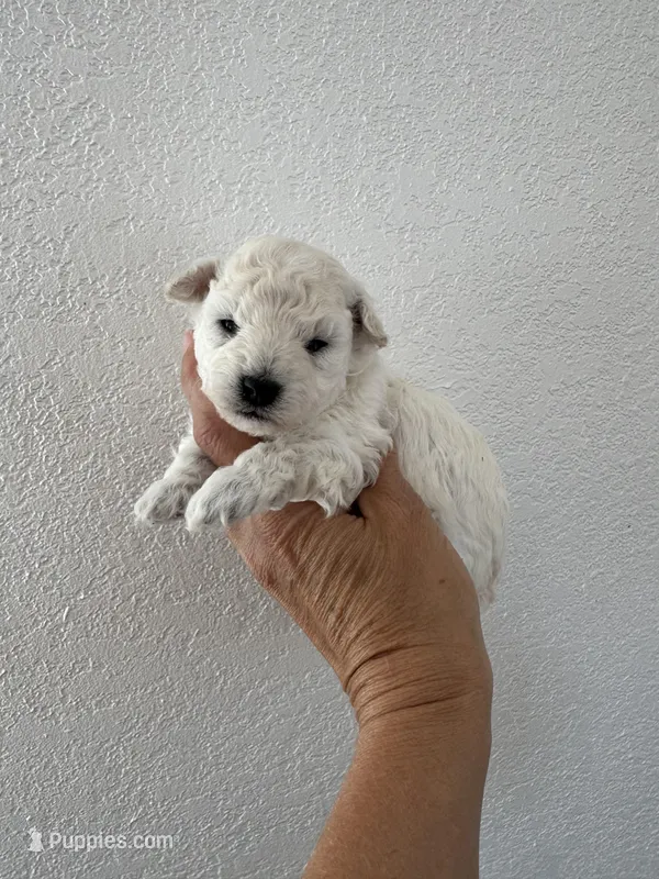 Milo, a male Poodle - Toy  for sale in San Tan Valley, AZ – Photo 1 of 1