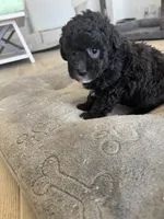 Riley, a female Poodle - Toy  and Poodle - Miniature  for sale in San Tan Valley, AZ – 2 of 4