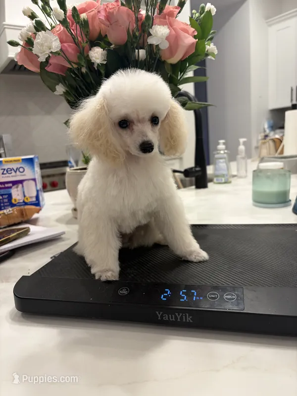 Timmy – Poodle - Toy  puppy for sale in San Tan Valley, AZ