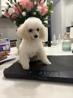 Timmy, a male Poodle - Toy  for sale in San Tan Valley, AZ – 1 of 4