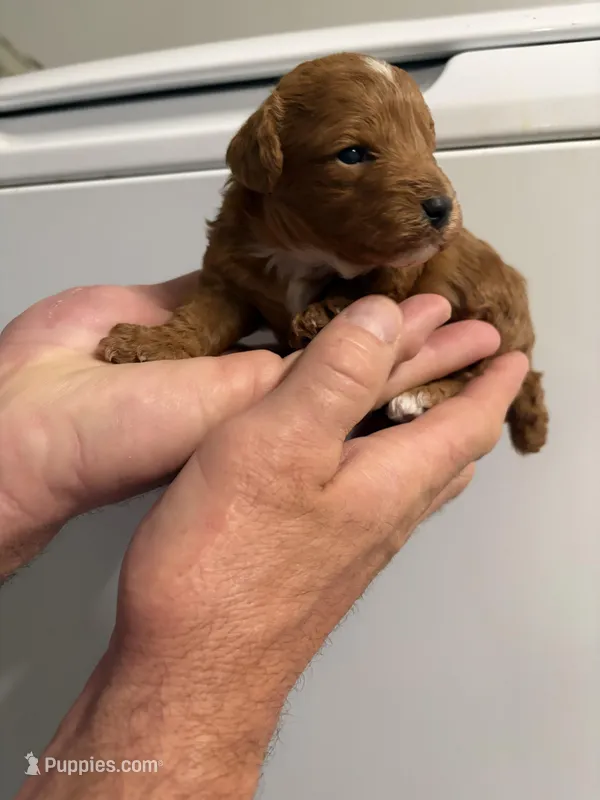 Jax – Poodle - Toy  puppy for sale in San Tan Valley, AZ