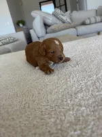 Jax, a male Poodle - Toy  for sale in San Tan Valley, AZ – 2 of 2