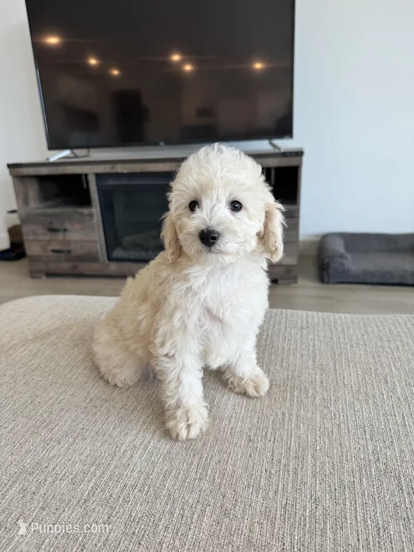 Ivy  – Poodle - Toy , Poodle - Miniature  puppy for sale in San Tan Valley, AZ