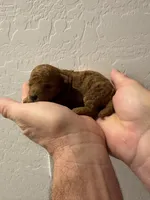 Rusty, a male Poodle - Toy  for sale in San Tan Valley, AZ – Photo 1 of 2