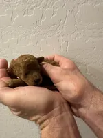 Rusty, a male Poodle - Toy  for sale in San Tan Valley, AZ – Photo 2 of 2