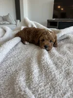 Jax, a male Poodle - Toy  and Poodle - Miniature  for sale in San Tan Valley, AZ – 3 of 6