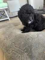Riley, a female Poodle - Toy  and Poodle - Miniature  for sale in San Tan Valley, AZ – 3 of 4