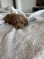 Jax, a male Poodle - Toy  and Poodle - Miniature  for sale in San Tan Valley, AZ – 4 of 6