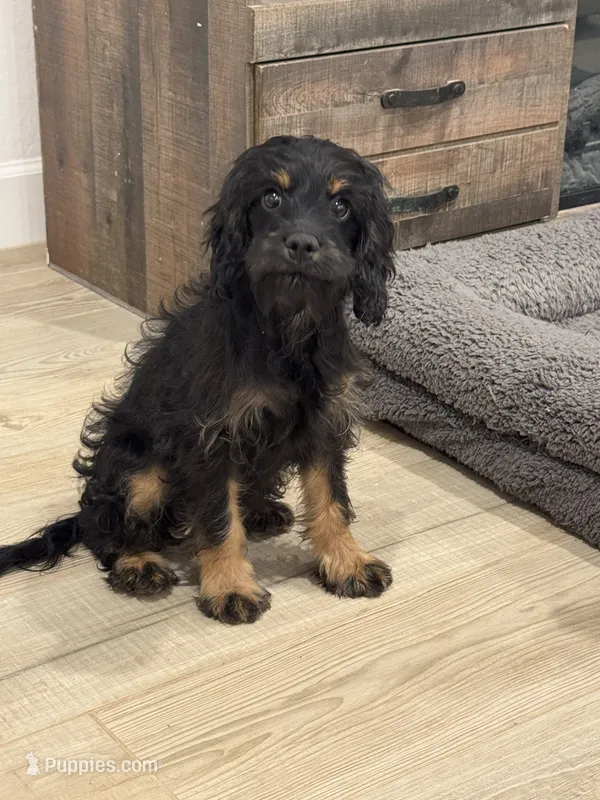 Reba  – Cavapoo, Cavalier King Charles Spaniel puppy for sale in San Tan Valley, AZ