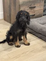 Reba , a female Cavapoo and Cavalier King Charles Spaniel for sale in San Tan Valley, AZ – 1 of 5