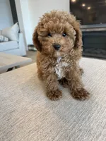 Billy, a male Poodle - Toy  for sale in San Tan Valley, AZ – 4 of 9