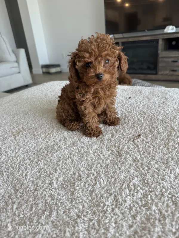 Bella – Poodle - Toy  puppy for sale in San Tan Valley, AZ